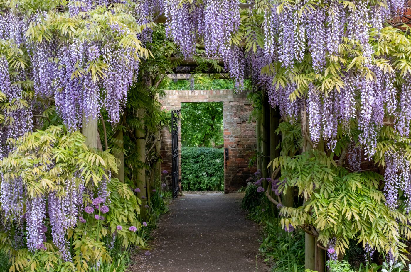 Wisteria tunnel at Eastcote House Gardens, London Borough of Hillingdon. Photographed on a sunny day in mid May when the purple flowers are in full bloom during the London Open Gardens Week